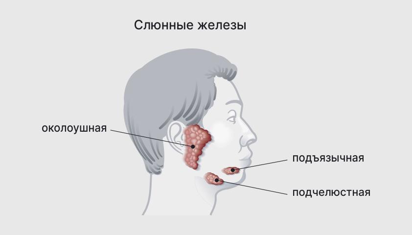 Расположение и название слюнных желез.