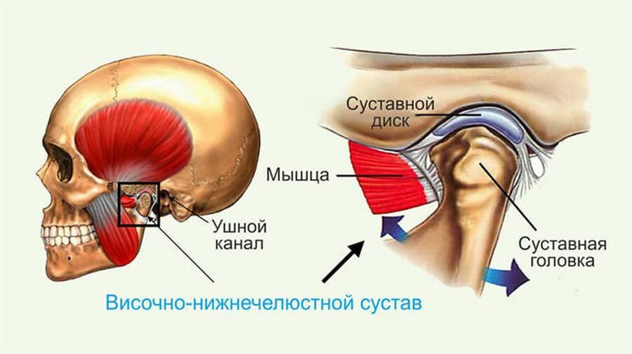 Строение ВНЧС