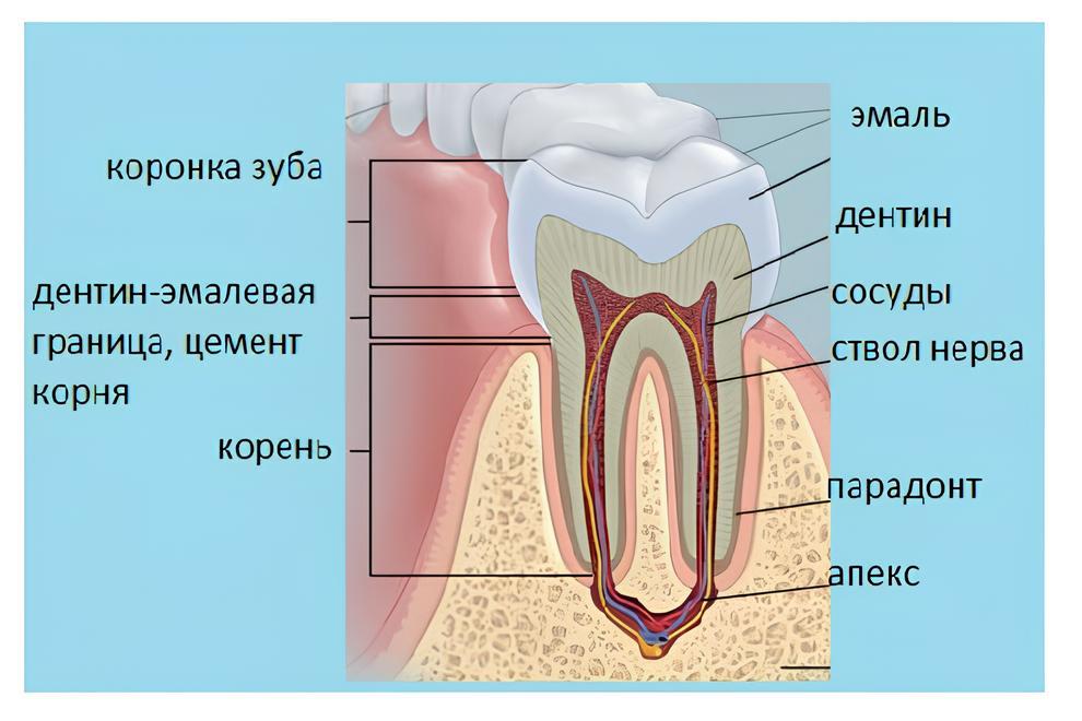 Схема строения зуба